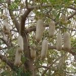 Про кустарник колбасника Про кустарник колбасника